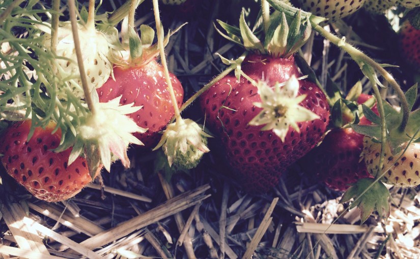 EVERYTHING Strawberries 🍓