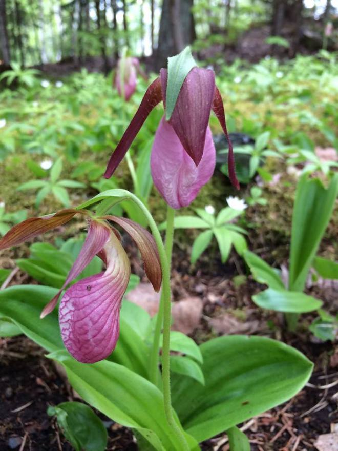 Lady slipper photo by Peggy Theriault