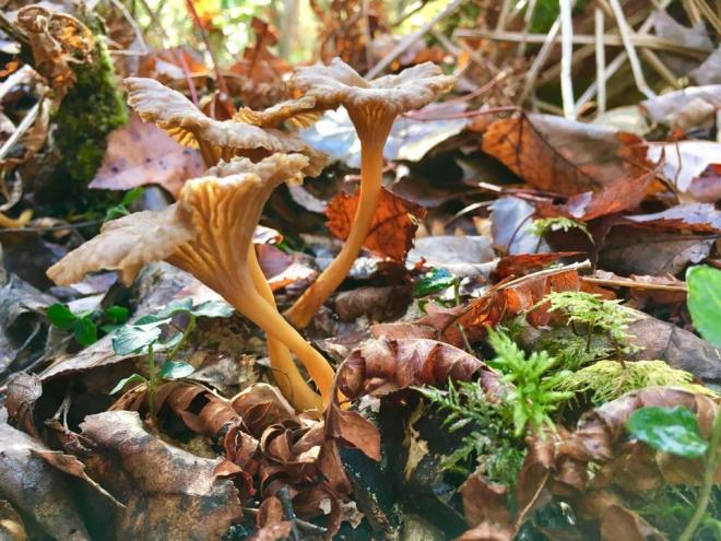 14713785_10154383003321858_3141313192485643396_n