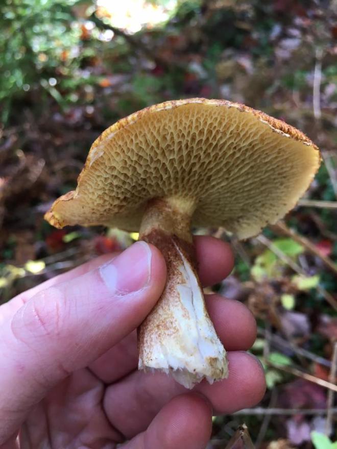 14729285_10154383003276858_124031228666223854_n